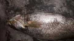 मासा