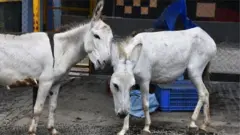 गाढव
