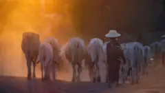 कोरोना