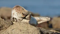 Una foca gris que parece estar riendo