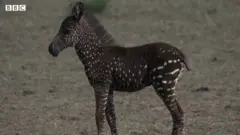zebra