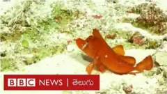 సముద్రం గర్భం