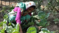 పెరట్లో కూరగాయల పంటలు