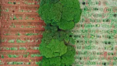 Imagem aérea do cemitério de Vila Formosa (SP), com valas abertas à esquerda e valas preenchidas à direita