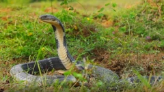 కింగ్ కోబ్రా