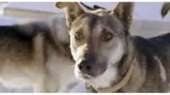Cão puxador de trenó