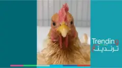 الدجاجة البرازيلية التي أجريت لها عملية لإنقاذ ساقيها