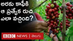 అరకు కాఫీ