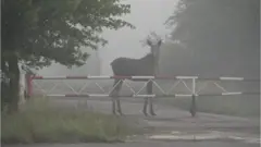 Чернобыль зонасындагы багыш