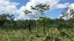 Deforestasi