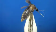 Cx.sp near infula mosquito