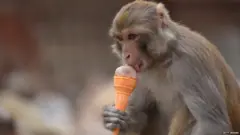 దిల్లీ, కోతులు