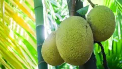 جیک فروٹ