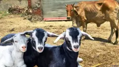 ਲੰਪੀ ਵਾਇਰਸ