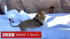 lions