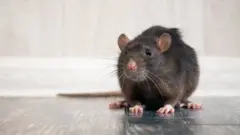 Rat in the house on the floor