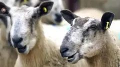 બકરી