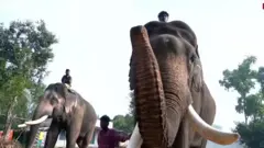 कुनकी हाथी