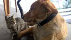 Imbwa n'injangwe ntibizongera kuribwa mu mujyi wa Shenzhen