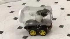 rat