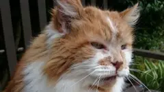 кот Раббл