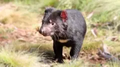 Prvi put posle tri hiljade godina rođeni su mladunci na kopnu Australije.
