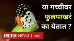 फुलपाखरू