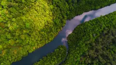 10,000 ஆண்டுகளுக்கு முன்பே அமேசான் காடுகளில் விவசாயம்