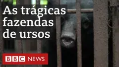 Urso encarcerado