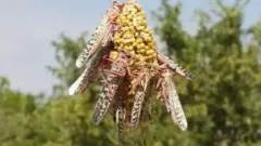 የአንበጣ መንጋ