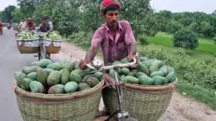 বাজারে আম নিয়ে যাচ্ছেন আম চাষী