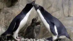 pingüinos