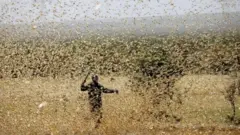ኣንበጣ