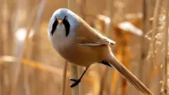 Синиця вусата