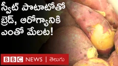 sweet potato