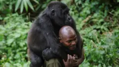 Gorilla