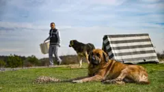 Köpek