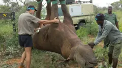 Rhino