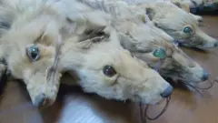 کاروبار
