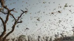 टिड्डा
