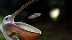 লন্ডনের সেন্ট জেমস পার্কে খাওয়ানোর সময় একটি মাছ ধরে একটি পেলিকান পাখি।