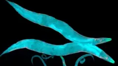 หนอนตัวกลม C.elegans
