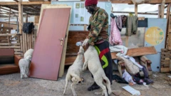Un homme donne une bouteille de lait à de jeunes agneaux dans le ghetto de Campobello di Mazara, en Sicile, en Italie.
