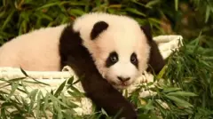 panda fu bao lezi u travi