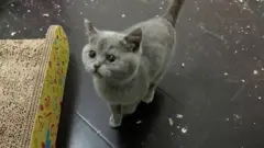 बिरालो