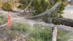 آثار العناكب