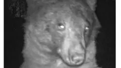 Photo of a bear.