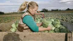 Jesen je vreme za berbu kupusa