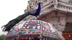 छाते