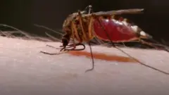 Mosquitoes